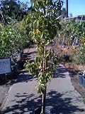 Fantasia Nectarine Tree Five Gallon