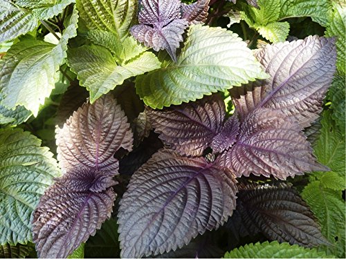 Perilla, Japanese Shiso (Perilla frutescens L.) Herbal Plant Seeds, Healthy Culinary Herb Perilla, Japanese Shiso (Perilla frutescens L.) Herbal Plant Seeds, Healthy Culinary Herb