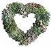Succulent Heart Living Wreath - 11"