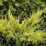 Amazon / Hirts: Juniper: Good Vibrations Juniper - 1st Soft To The Touch Juniper - Proven Winners