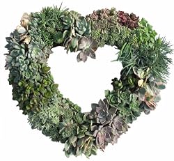 Succulent Heart Living Wreath - 11"