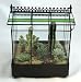 Tabletop Wardian Case with Live Cactus & Succulents