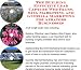The Guerilla Marketing, Building Effective Lead Capture Web Pages, SIVA Marketing for Aerators Businesses