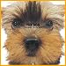 Artlist Collection the Dog 2005 Calendar Yorkshire Terrier (Multilingual Edition)