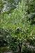Ocala Anise (Illicium parviflorum)