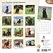 Labrador Retrievers, Chocolate 2016 Square 12x12