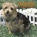 Norfolk Terriers 2006 Calendar