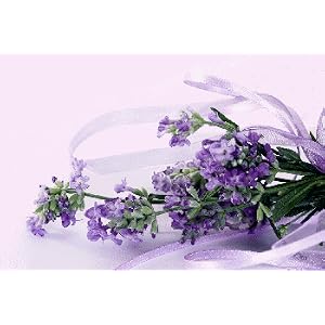 lavender essential oil
