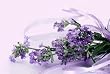 lavender flavor extract