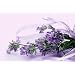 lavender essential oil