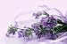 lavender essential oil