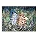 Sunsout Field of Dreams 1000 Piece Jigsaw Puzzle