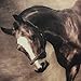 CaliTime Pack of 2 Soft Canvas Throw Pillow Covers Cases for Couch Sofa Home Decoration Vivid Wild Horses Print 18 X 18 Inches Brown Horse