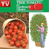61E86hK2zzL. SL160  Giant Tree Tomato From Gardeners Choice