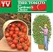 Giant Tree Tomato From Gardeners Choice