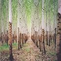 Beat Romantic