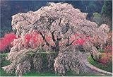 1000ピース 本郷の瀧桜