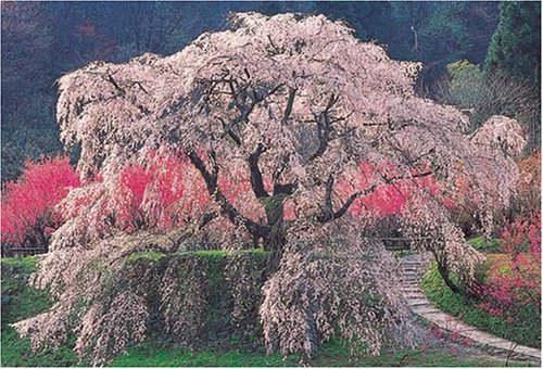 1000ピース 本郷の瀧桜