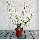 山野草：四万十猫柳