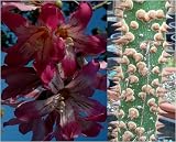 Eigenschaften fesaja-versand  / brasilianischer Florettseidenbaum / Chorisia speciosus (Saatgut, Samen)