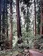 Muir Woods Photograph - Beautiful 16x20-inch Photographic Print by Carol M. Highsmith