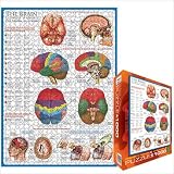 The Brain 1000 Piece Jigsaw Puzzle Eurographics