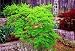 Waterfall Japanese Maple 7 Seeds