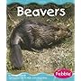 Beavers (Wetland Animals)