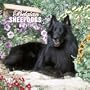Belgian Sheepdogs 2006 Calendar