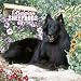 Belgian Sheepdogs 2006 Calendar