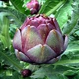 Rare Red Concerto Artichoke 5 Seeds - B0011YZP04