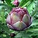 Rare Red Concerto Artichoke 5 Seeds - Delicious Veggie