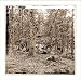Civil War Photo (M): Gettysburg Pennsylvania. Battered trees on Culps Hill