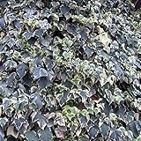 ヘデラ　カナリエンシス（アイビー・オカメヅタ）：斑入り3.5号12株セット