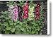 Hollyhock Alcea Rosea Flowers Canvas Print / Canvas Art - Artist VisionsPictures