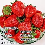国華園　いちご苗　お買得イチゴ苗セット　7種35株