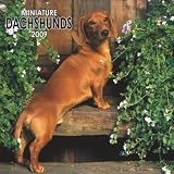 Miniature Dachshunds 2009 Calendar