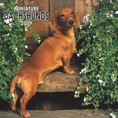 Miniature Dachshunds 2009 Calendar