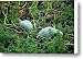 Hubbard Squash patch Canvas Print / Canvas Art - Artist LeeAnn McLane-Goetz