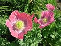 Hens & Chicks Poppy 200 Seeds - Papaver somniferum