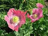 61EFe2rjL L. SL160  Papaver Somniferum