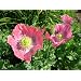 Hens & Chicks Poppy 200 Seeds - Papaver somniferum