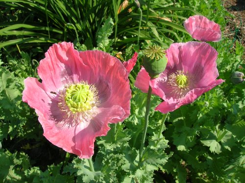 Hens & Chicks Poppy 200 Seeds - Papaver somniferum