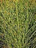 'Gold Bar' Maiden Grass Perennial - Miscanthus