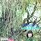 Al Stewart Picture 12