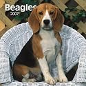 Beagles 2007 Calendar