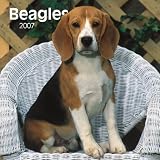 Beagles 2007 Calendar