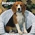 Beagles 2007 Calendar