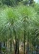 Giant Papyrus 25 Seeds - Cyperus