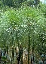 Giant Papyrus 25 Seeds - Cyperus